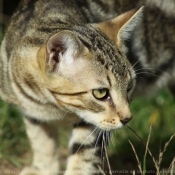 Photo de Chat domestique