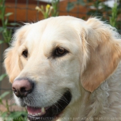 Photo de Golden retriever