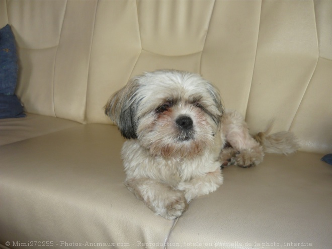 Photo de Shih tzu