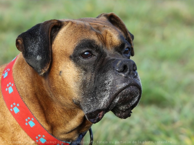 Photo de Boxer