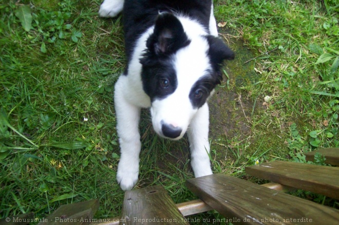 Photo de Border collie