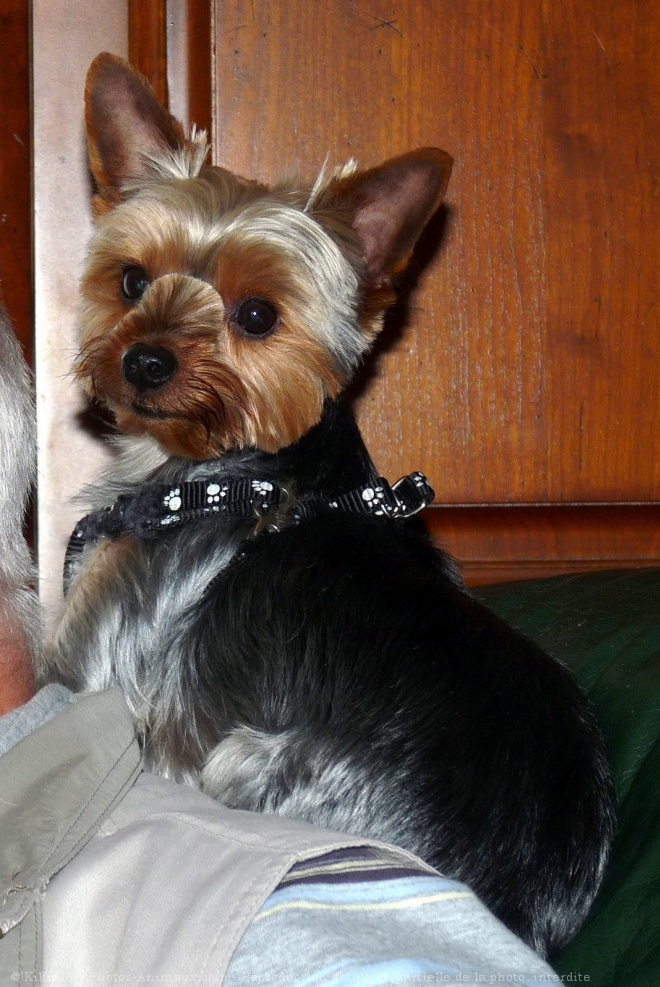 Photo de Yorkshire terrier