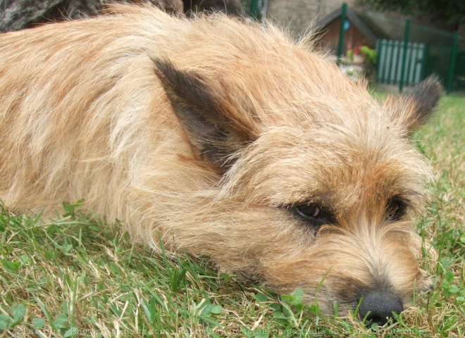 Photo de Cairn terrier