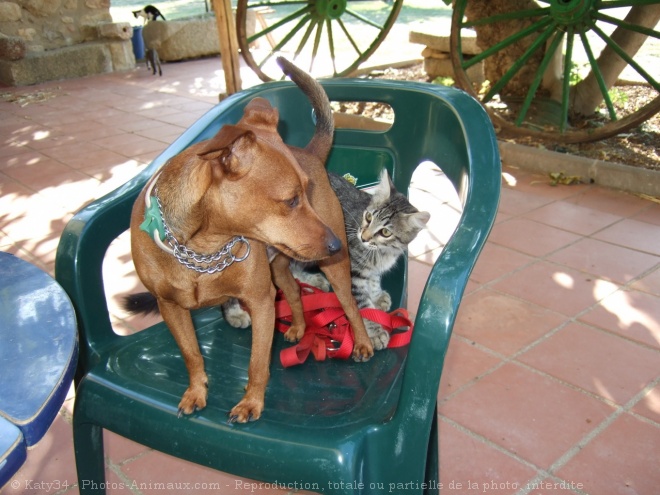 Photo de Pinscher nain