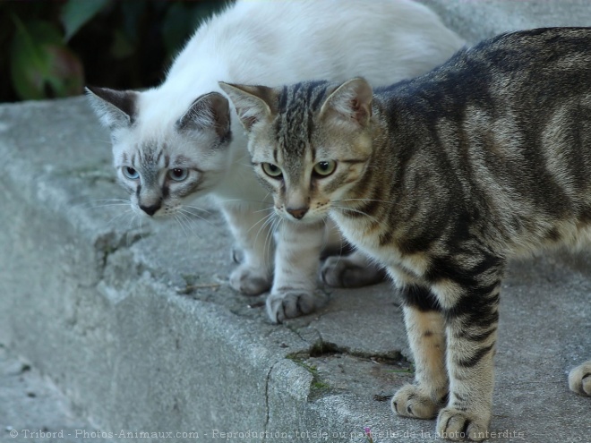 Photo de Chat domestique