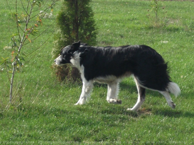 Photo de Border collie