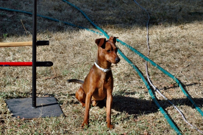 Photo de Pinscher nain