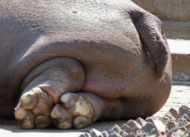 Photo de Hippopotame