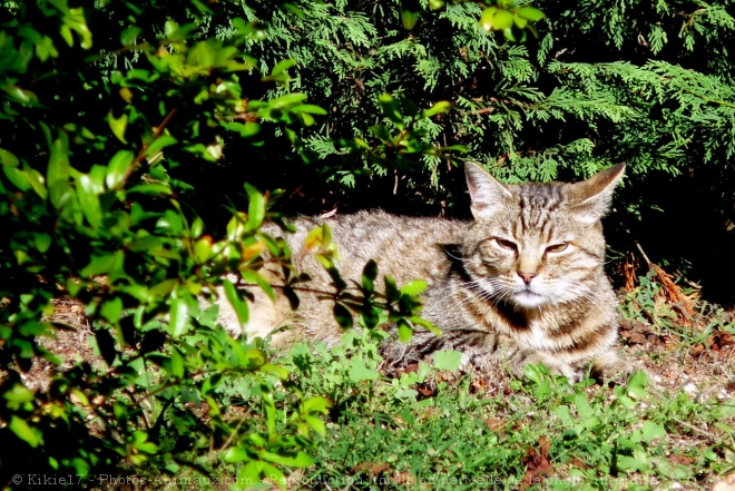 Photo de Chat domestique