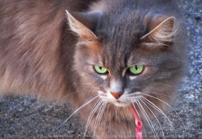 Photo de Chat domestique