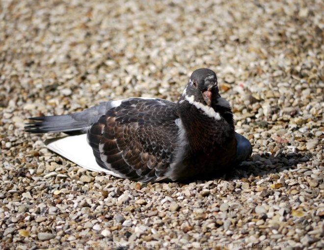 Photo de Pigeon