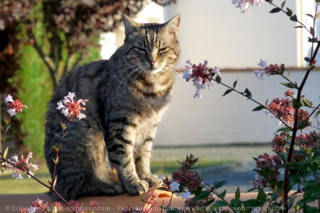 Photo de Chat domestique