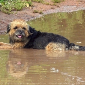 Photo de Border terrier