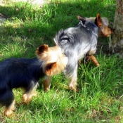 Photo de Yorkshire terrier