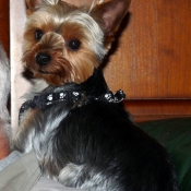 Photo de Yorkshire terrier