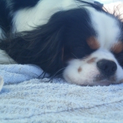 Photo de Cavalier king charles spaniel