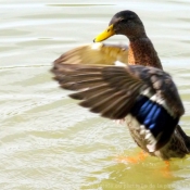 Photo de Canard colvert