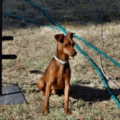 Photo de Pinscher nain