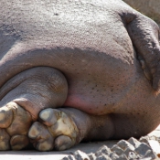 Photo de Hippopotame