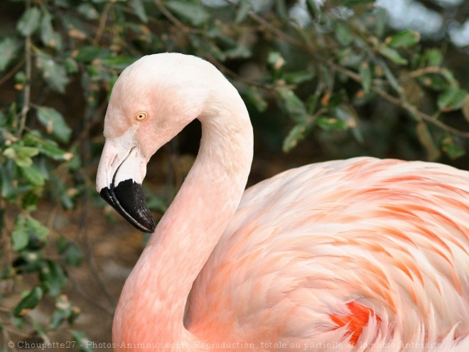 Photo de Flamand rose