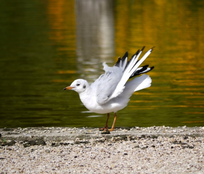 Photo de Mouette