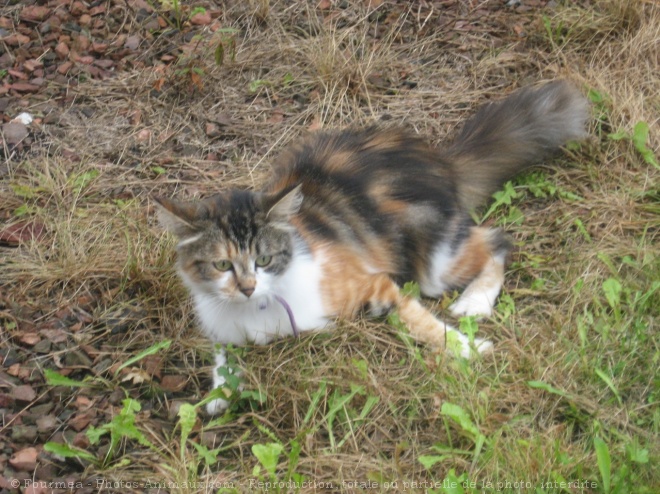 Photo de Chat domestique