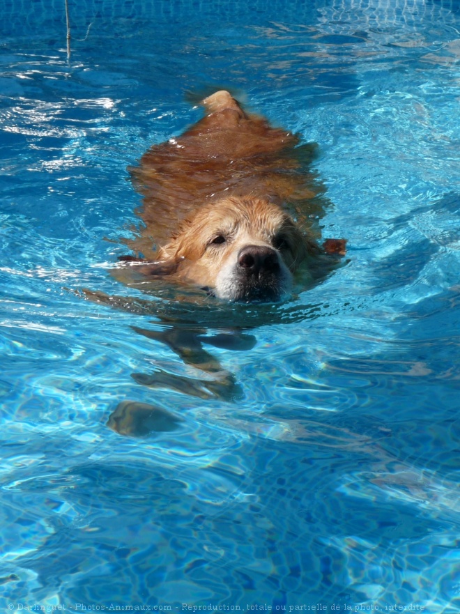 Photo de Golden retriever