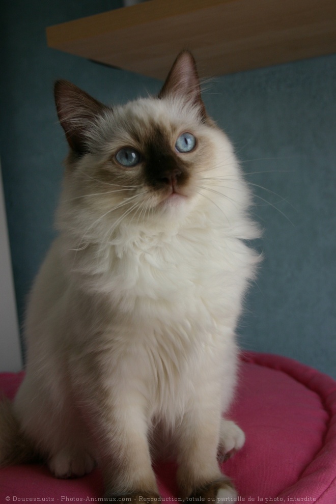 Photo de Ragdoll