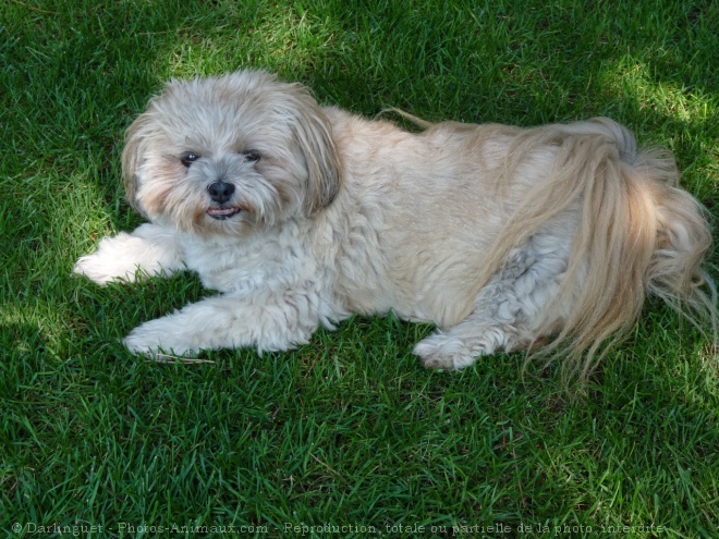 Photo de Lhassa apso