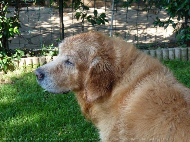 Photo de Golden retriever