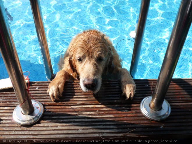 Photo de Golden retriever