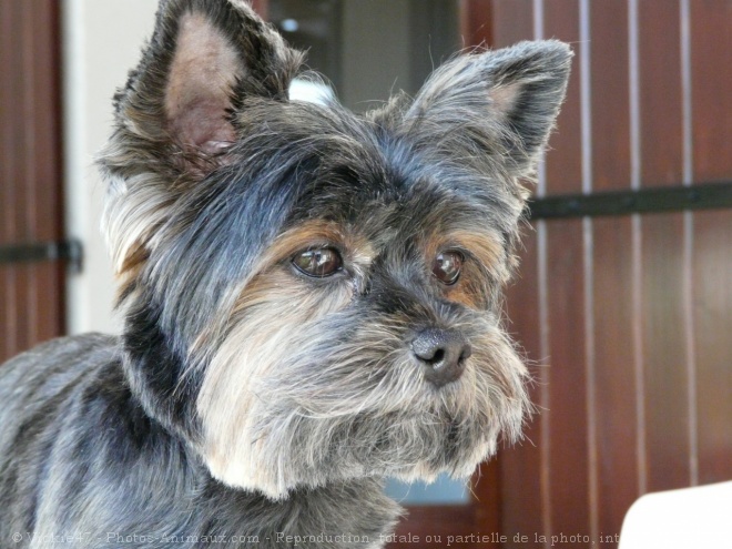 Photo de Yorkshire terrier