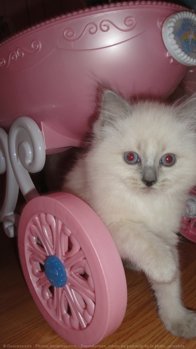 Photo de Ragdoll