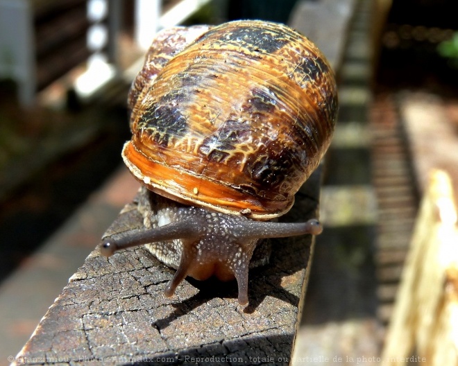 Photo d'Escargot