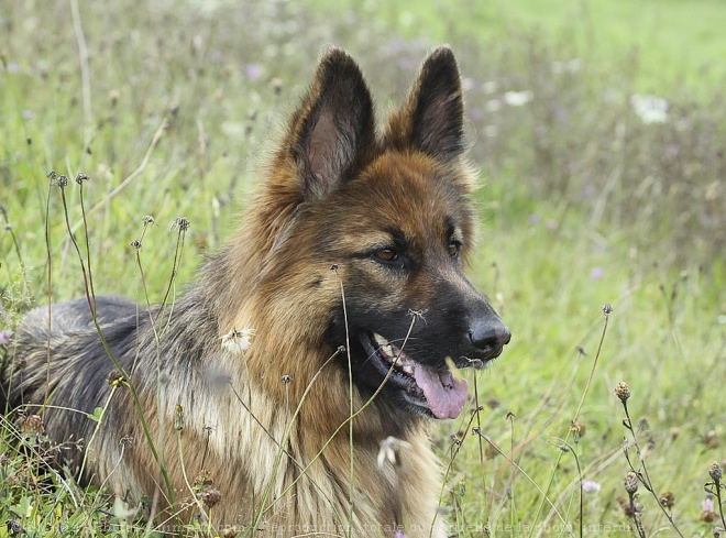 Photo de Berger allemand  poil court