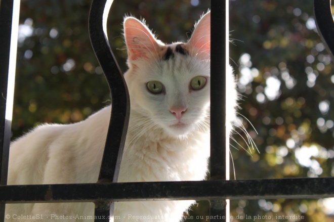 Photo de Chat domestique