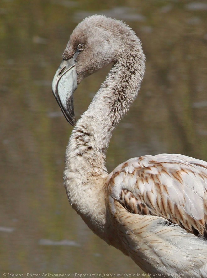 Photo de Flamand rose