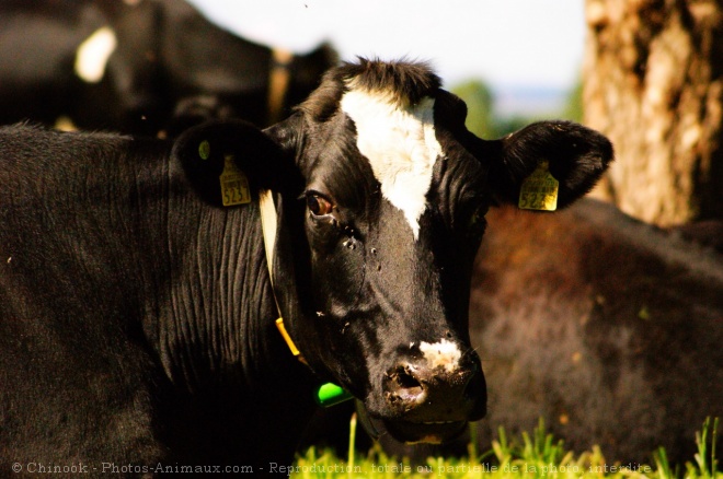 Photo de Vache - prim holstein