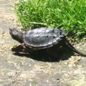 Photo de Tortue