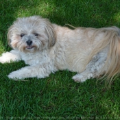 Photo de Lhassa apso