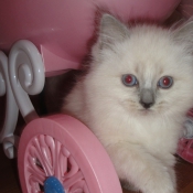 Photo de Ragdoll