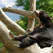 Photo d'Ours