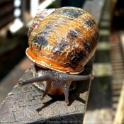 Photo d'Escargot