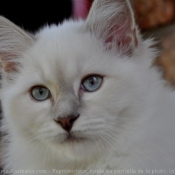 Photo de Sacr de birmanie