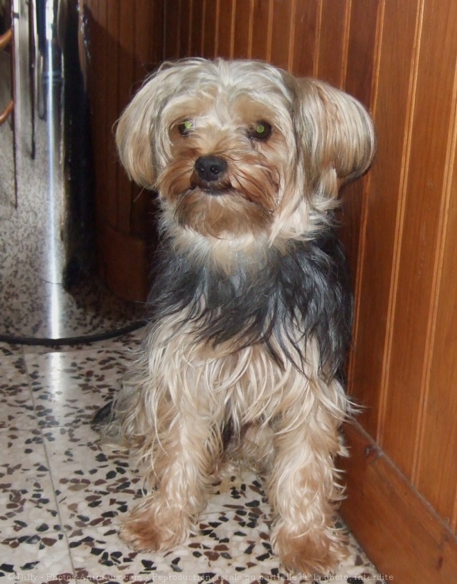 Photo de Yorkshire terrier