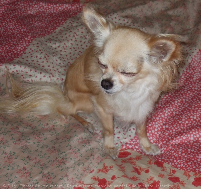 Photo de Chihuahua  poil long