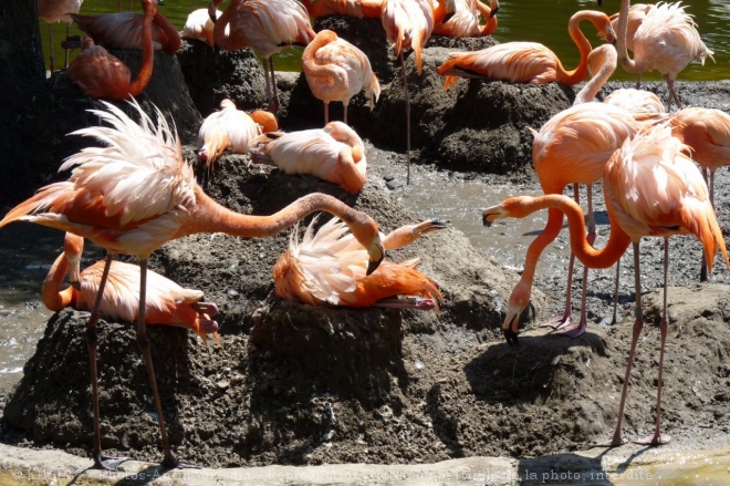 Photo de Flamand rose