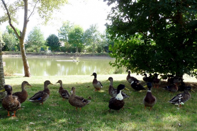 Photo de Canard colvert