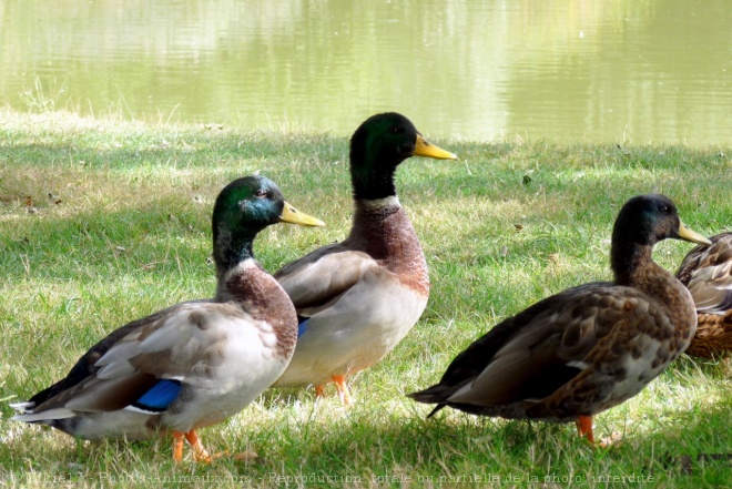 Photo de Canard colvert