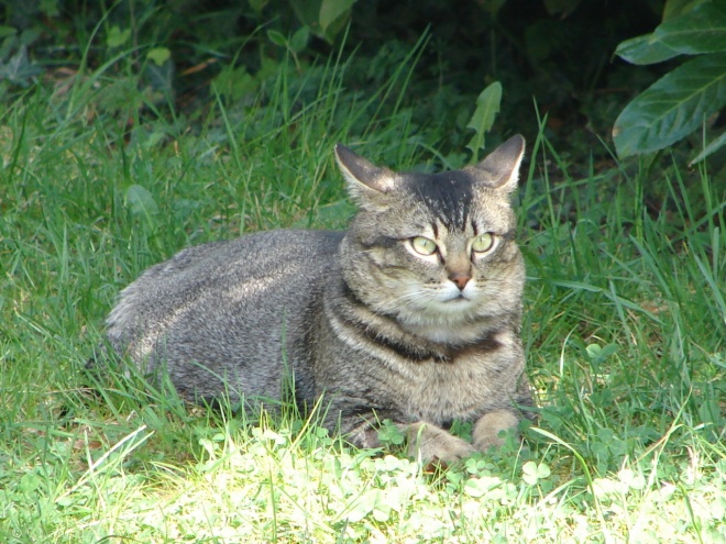 Photo de Chat domestique